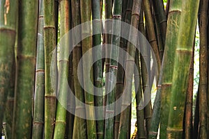 Thick bamboo trunks, Chengdu - China.