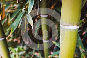 Thick bamboo trunks growing green in a private garden photo