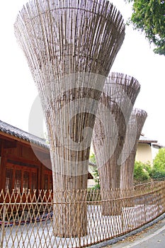 Thick bamboo tube