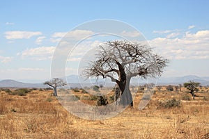 Thick baobab trees in African bush photo