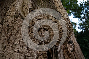 Thick bark on cork oak tree in rural Portugal.