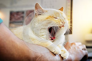 thick beautiful red and white happy cat resting on the owner\'s hand