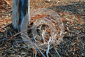 A thick bed of leaves from the eucalyptus trees surround the base of the lone trunk planted in the ground.