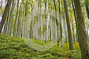 Thick beech forest