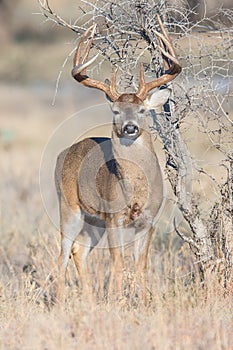 Thick big beamed whitetail buck standing at alert