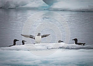 Thick billed Arctic Murres come up onto ice floe to rest