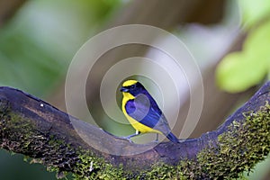 Thick-billed Euphonia   843694