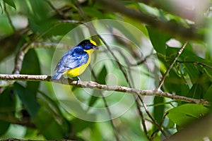 Thick-billed Euphonia