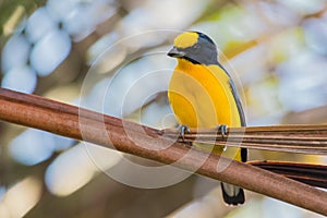Thick-billed Euphonia