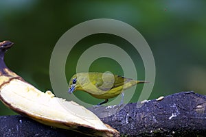 Thick-billed Euphonia Female  843692 photo