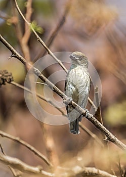 Thick billed Flowerpecker