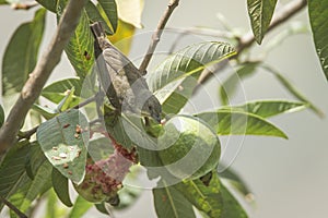 Thick-billed flowerpecker in Sri Lanka