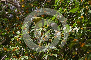 Thick-billed Green Pigeon Treron curvirostra in nature