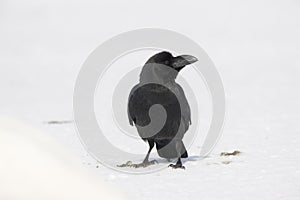 Thick-billed or jungle crow, Corvus macrorhynchos