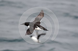 A Thick-billed Murre flies far off shore