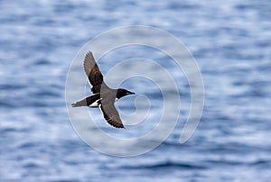 Thick-billed murre flies over the Northern Atlantic Ocean