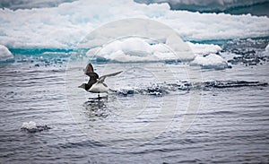 Thick-billed murre struggles to take flight