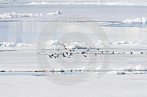 Thick-billed Murre, Uria lomvia