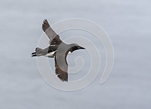 Thick-billed Murre, Uria lomvia