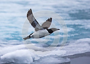 Thick-billed murre with wings held high, flies over the ice floe