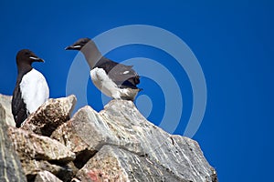 thick-billed murres on ledges of rocks