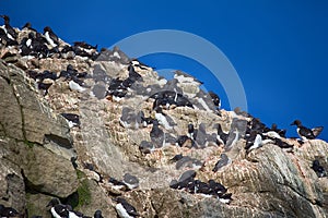 thick-billed murres on ledges of rocks, rookery Arctic