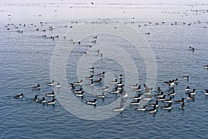 Thick billed Murres, Svalbard archipelago, Norway