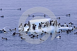 Thick billed Murres, Svalbard archipelago, Norway