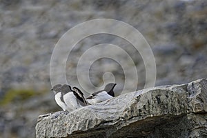 Thick billed Murres, Svalbard archipelago, Norway