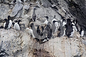 Thick-billed murres were taken nesting place on ledge 3