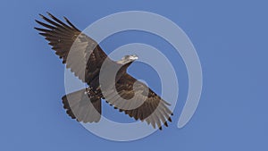 Thick-billed Raven in Flight