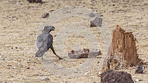 Thick-billed Raven Near Bone