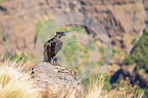 Thick-billed raven on a rock