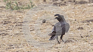 Thick-billed Raven Singing in Field