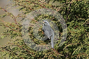 Thick-billed saltator, Saltator maxillosus