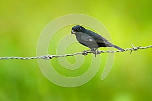 Thick-billed seed finch, Oryzoborus funereu, black bird sitting on barbed wire fence. Animal from Costa Rica, green clear backgrou