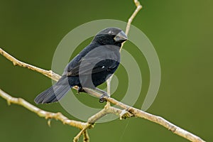 Thick-billed Seed-finch - Sporophila funerea - Oryzoborus funereus bird in the family Thraupidae