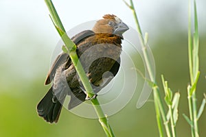 Thick-billed weaver (Amblyospiza albifrons)