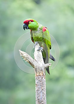Thick-biller Parrot