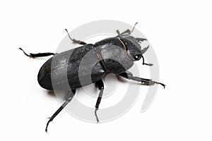 A thick black bug, Dorcus parallelipipedus, female