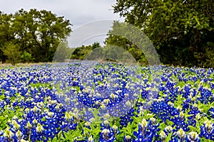 A Thick Blanket of the Famous Texas Bluebonnet Wildflowers.