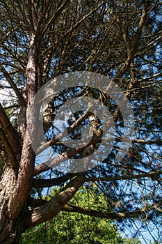 Thick branches of a tall pine tree