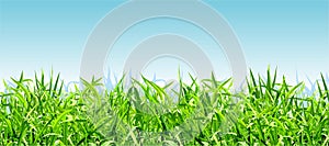 Thick bright green grass on a background of blue sky