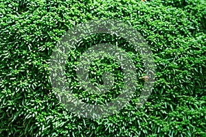 Thick brown moss close-up soft selective focus