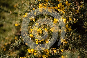 Thick bush of gorse in bloom