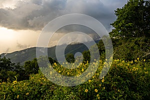 Thick Bush of Sunflowers Sit Below Cloudy Ridge In Great Smoky Mountains