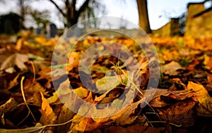 Carpet of dead leaves seen within a cemetery, imaged in late autumn.