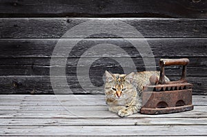 A thick cat is located next to a heavy and rusty old coal iron o