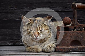 A thick cat is located next to a heavy and rusty old coal iron o