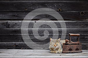 A thick cat is located next to a heavy and rusty old coal iron o